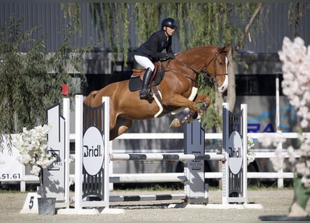 Ukrainian Riding Horse, Gelding, 5 years, 16,3 hh, Chestnut