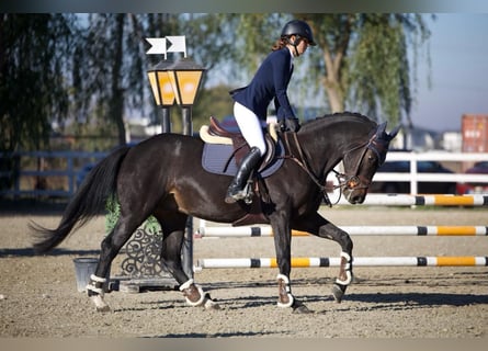 Ukrainian Riding Horse, Gelding, 5 years, 16 hh, Bay-Dark