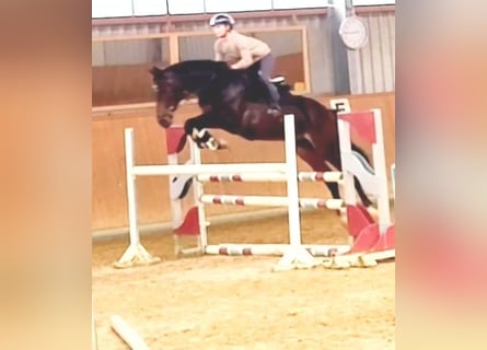 Ukrainian Riding Horse Mix, Gelding, 6 years, 16.1 hh, Bay-Dark
