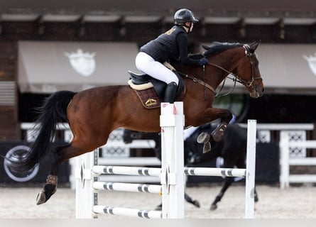 Ukrainian Riding Horse, Gelding, 8 years, 16,1 hh, Chestnut