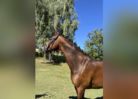 Ukrainian Riding Horse, Gelding, 8 years, 17.1 hh, Brown