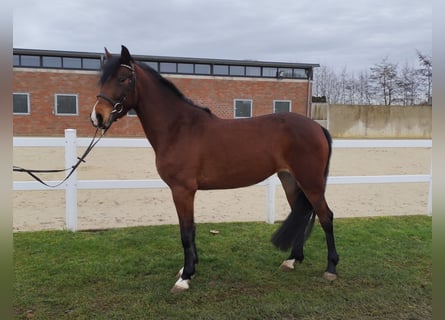 Ukrainian Riding Horse, Mare, 6 years, 14,2 hh, Brown