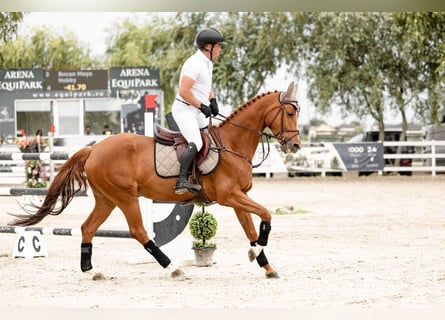 Ukrainian Riding Horse, Mare, 6 years, 16.1 hh, Chestnut