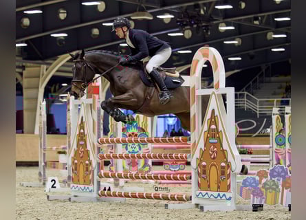 Ukrainian Riding Horse, Mare, 7 years, 16 hh, Bay-Dark