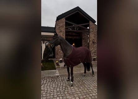 Ukrainian Riding Horse, Mare, 7 years, 16 hh, Bay-Dark