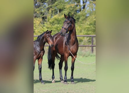 Ukrainian Riding Horse, Mare, 8 years