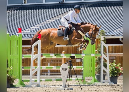 Ukrainian Riding Horse, Mare, 9 years, 16,1 hh, Chestnut