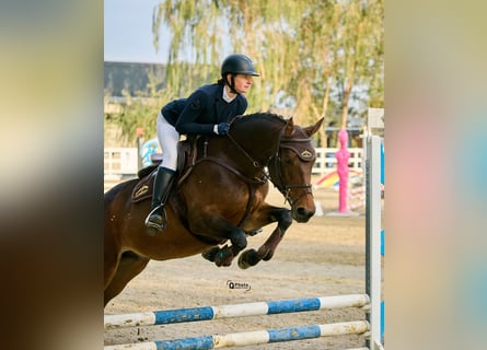 Ukrainian Riding Horse, Mare, 9 years, 16 hh, Bay