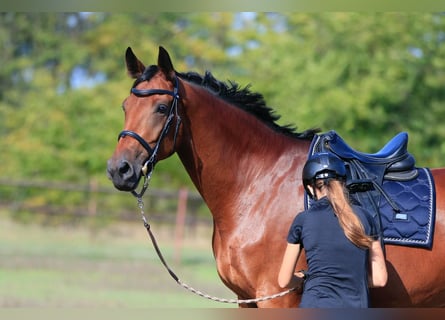 Ukrainian Riding Horse, Mare, 9 years