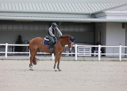 Ukrainian Riding Horse, Stallion, 9 years, 16 hh, Chestnut-Red