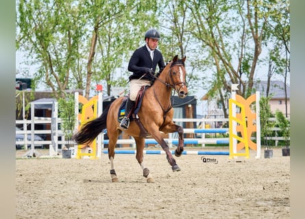 Ukrainsk ridhäst, Valack, 5 år, 156 cm, Brun