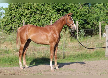 Ungarisches Sportpferd, Hengst, 1 Jahr, 145 cm, Dunkelfuchs