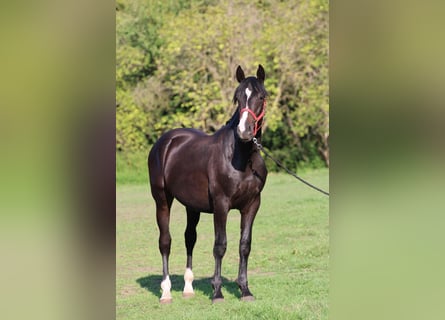 Ungarisches Sportpferd, Hengst, 1 Jahr, 160 cm, Dunkelbrauner