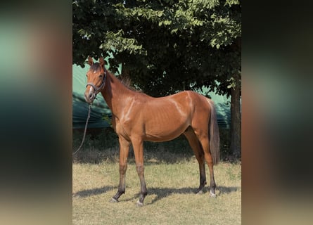 Ungarisches Sportpferd, Hengst, 1 Jahr, 160 cm, Rotbrauner