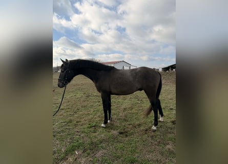 Ungarisches Sportpferd, Hengst, 3 Jahre, 156 cm, Schimmel