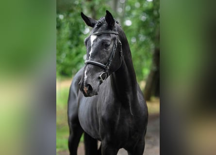 Ungarisches Sportpferd, Hengst, 3 Jahre, 168 cm, Rappe