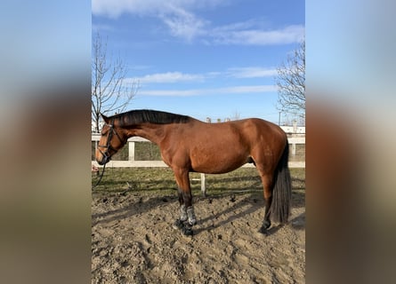 Ungarisches Sportpferd, Hengst, 3 Jahre, 172 cm, Rotbrauner