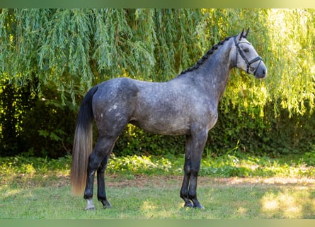 Ungarisches Sportpferd, Hengst, 3 Jahre, 174 cm, Schimmel