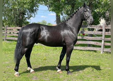 Ungarisches Sportpferd, Hengst, 4 Jahre, 166 cm, Schwarzbrauner