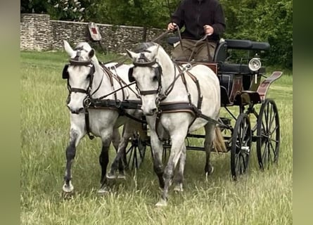 Ungarisches Sportpferd, Stute, 10 Jahre, 153 cm, Schimmel