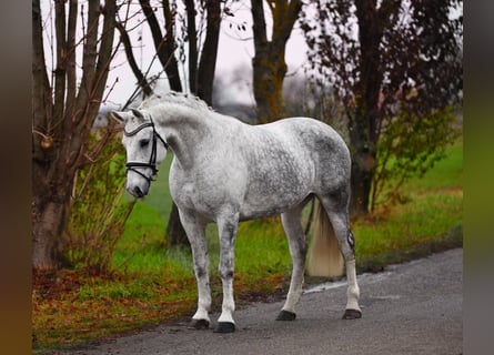 Ungarisches Sportpferd, Stute, 10 Jahre, 160 cm, Schimmel