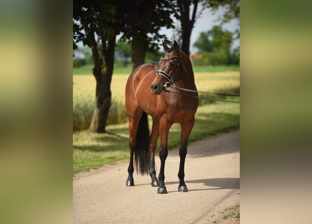 Ungarisches Sportpferd, Stute, 12 Jahre, 165 cm, Brauner