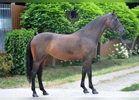 Ungarisches Sportpferd, Stute, 12 Jahre, 170 cm, Dunkelbrauner