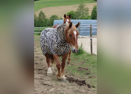 Ungarisches Sportpferd, Stute, 14 Jahre, 160 cm, Fuchs