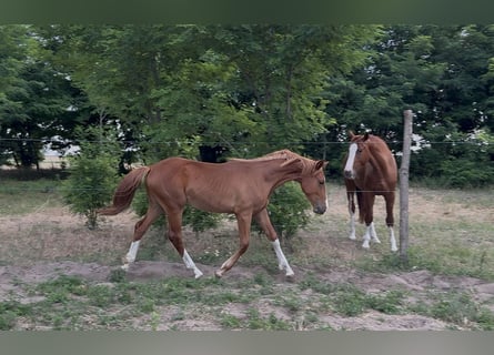 Ungarisches Sportpferd, Stute, 1 Jahr, 145 cm, Dunkelfuchs