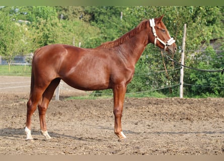Ungarisches Sportpferd, Stute, 2 Jahre, 130 cm, Dunkelfuchs
