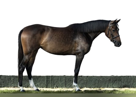 Ungarisches Sportpferd, Stute, 3 Jahre, 165 cm, Dunkelbrauner