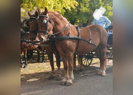 Ungarisches Sportpferd, Stute, 4 Jahre, 165 cm
