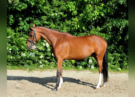 Ungarisches Sportpferd, Stute, 5 Jahre, 170 cm, Brauner