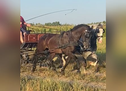 Ungarisches Sportpferd, Stute, 6 Jahre, 160 cm, Dunkelbrauner
