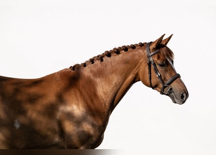 Ungarisches Sportpferd, Stute, 6 Jahre, 160 cm, Dunkelfuchs