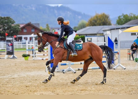 Ungarisches Sportpferd, Stute, 6 Jahre, 164 cm, Brauner