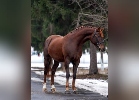 Ungarisches Sportpferd, Stute, 6 Jahre, 168 cm, Dunkelfuchs