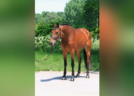 Ungarisches Sportpferd, Stute, 7 Jahre, 165 cm, Rotbrauner