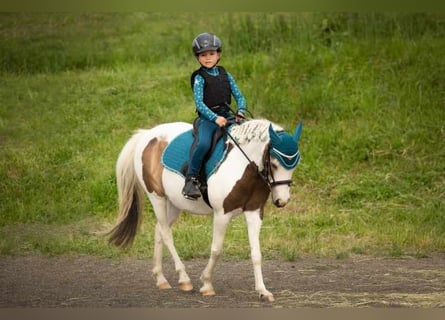 Ungarisches Sportpferd, Stute, 8 Jahre, 125 cm, Schecke