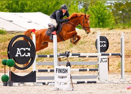 Ungarisches Sportpferd, Stute, 8 Jahre, 166 cm, Dunkelfuchs