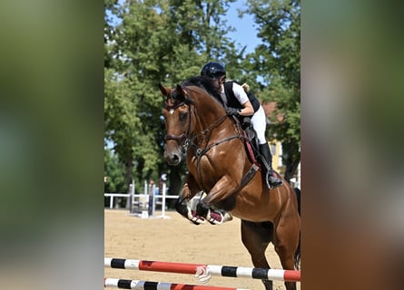 Ungarisches Sportpferd, Stute, 8 Jahre, 172 cm, Brauner