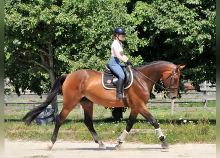 Ungarisches Sportpferd, Stute, 8 Jahre, 175 cm, Brauner