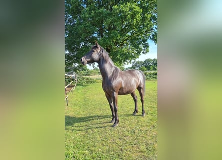Ungarisches Sportpferd Mix, Wallach, 10 Jahre, 153 cm, Rappe