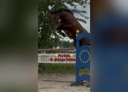 Ungarisches Sportpferd, Wallach, 10 Jahre, 155 cm, Brauner