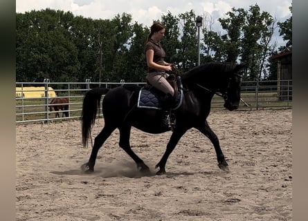 Ungarisches Sportpferd, Wallach, 10 Jahre, 155 cm, Rappe