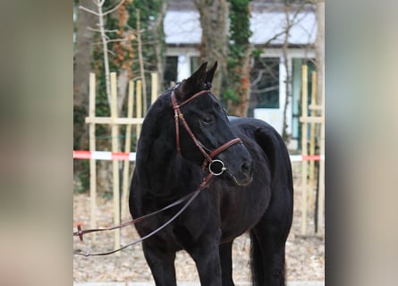 Ungarisches Sportpferd, Wallach, 10 Jahre, 160 cm, Schwarzbrauner