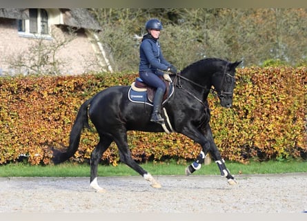 Ungarisches Sportpferd, Wallach, 10 Jahre, 174 cm, Rappe