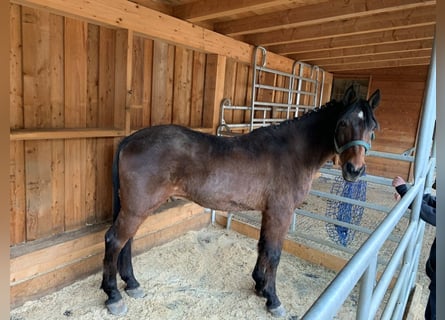 Ungarisches Sportpferd, Wallach, 11 Jahre, 148 cm, Brauner