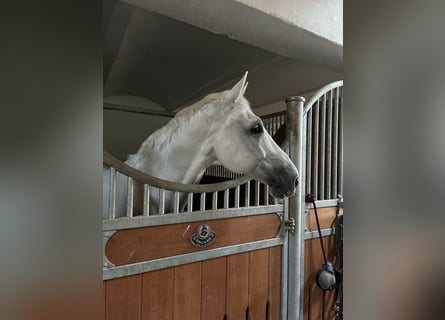 Ungarisches Sportpferd, Wallach, 17 Jahre, 170 cm, Schimmel