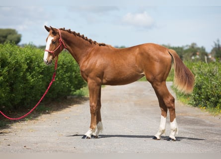 Ungarisches Sportpferd, Wallach, 1 Jahr, Fuchs